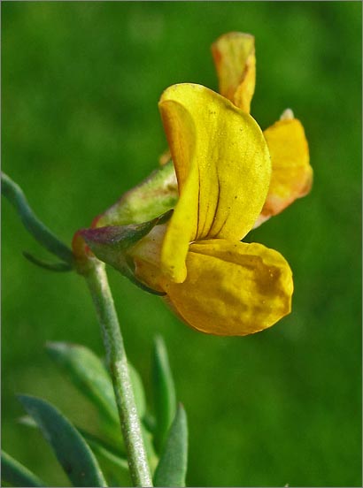 sm 4031 Bird’s Foot Trefoil.jpg - Bird’s Foot Trefoil (Lotus corniculatus): Originally from Eurasia, it grows as a spreading groundcover.